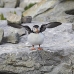 puffin_atlantic_msi_v_2062_can1179.jpg